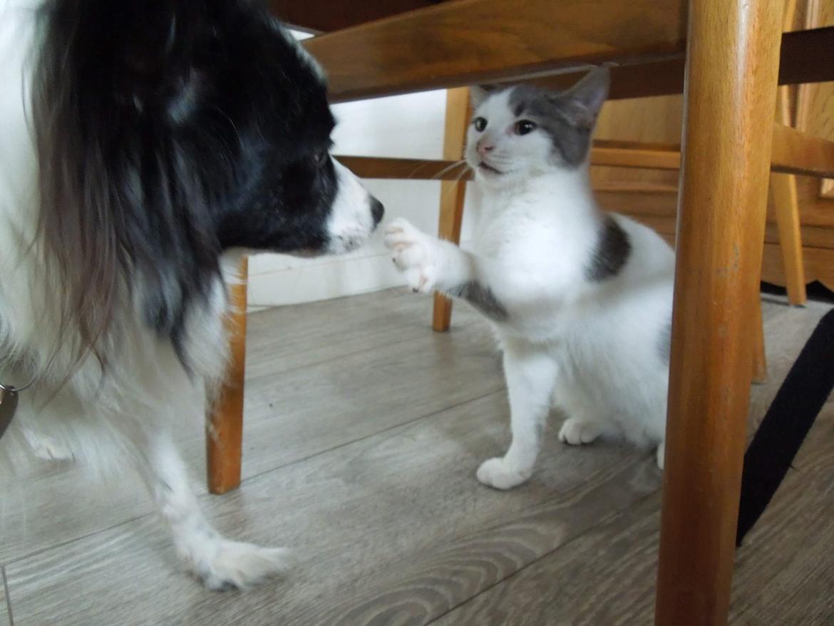 Papillon Bandit billede 3