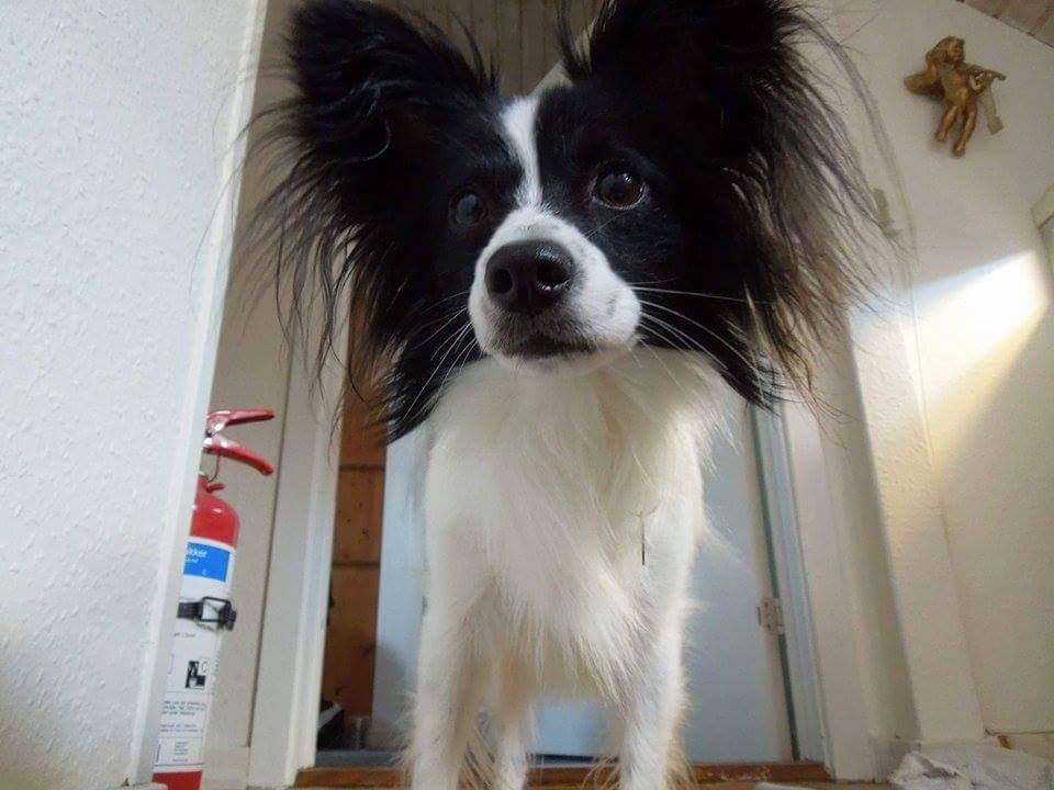 Papillon Bandit billede 4