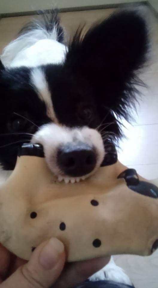 Papillon Bandit billede 5