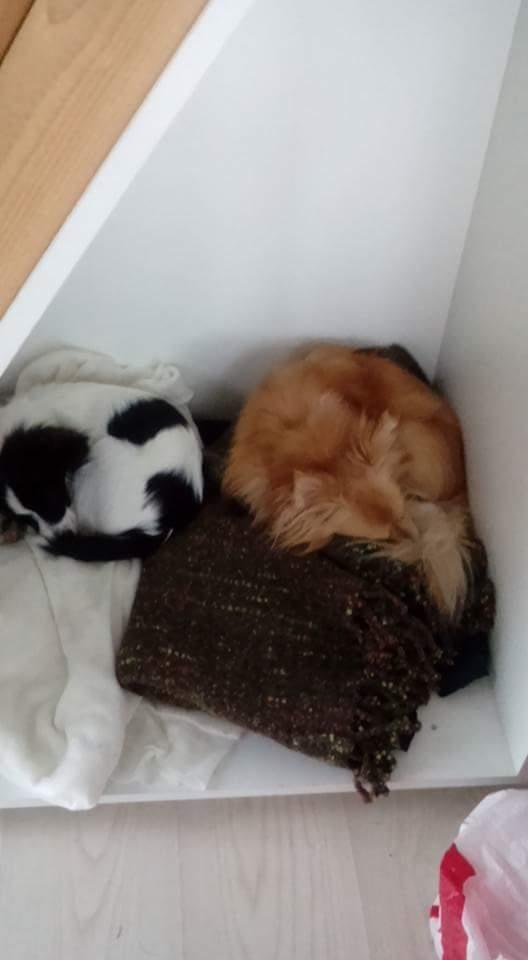 Papillon Bandit billede 6