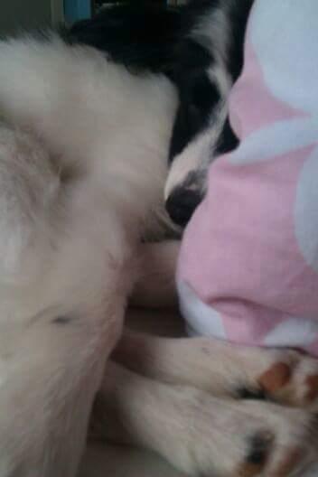 Papillon Bandit billede 7