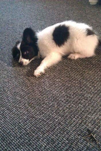 Papillon Bandit billede 8