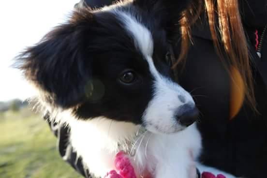 Papillon Bandit billede 9