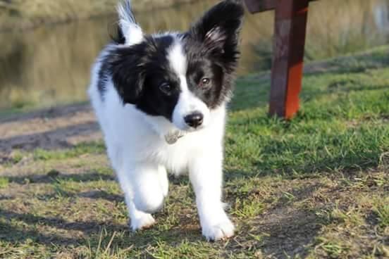 Papillon Bandit billede 10