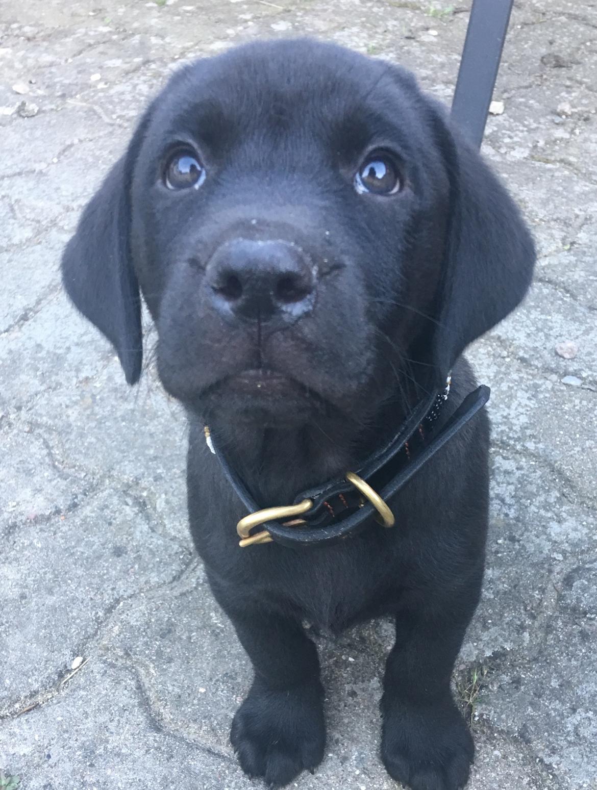 Labrador retriever Freddy billede 18