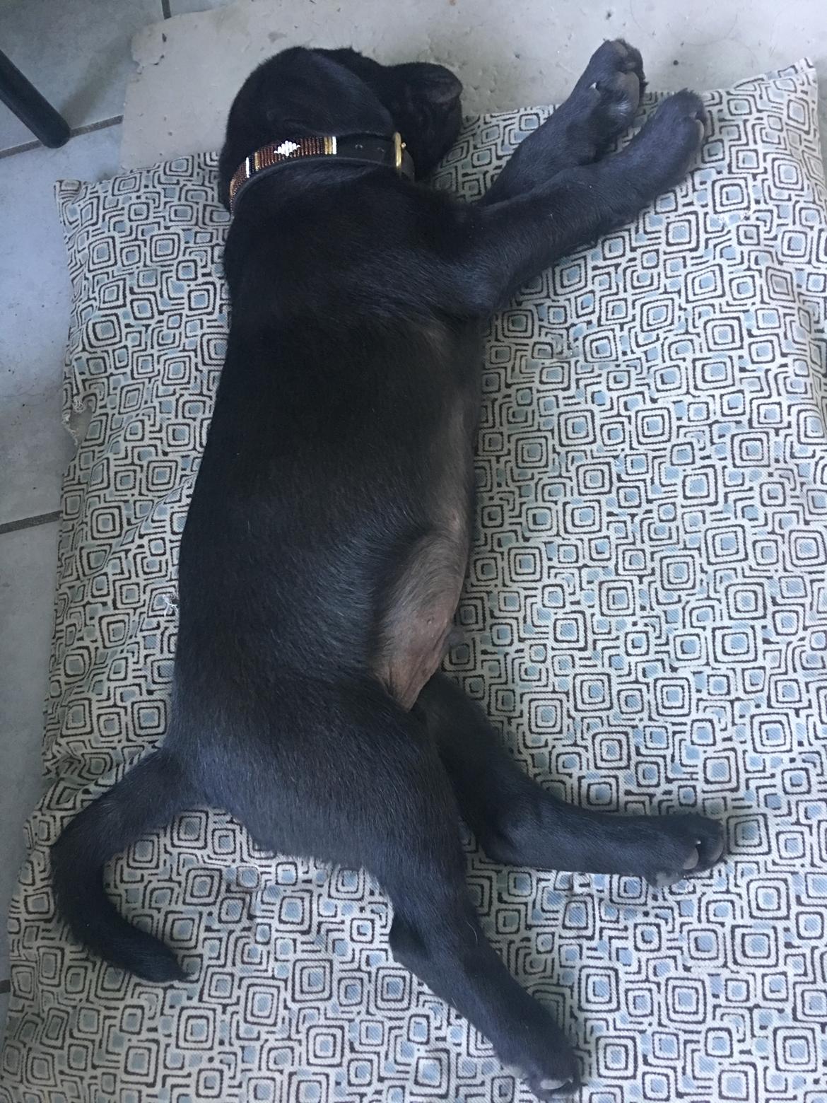 Labrador retriever Freddy billede 9