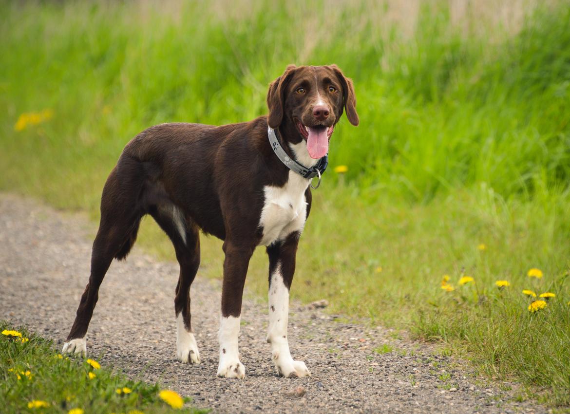 Blanding af racer Nellie billede 24