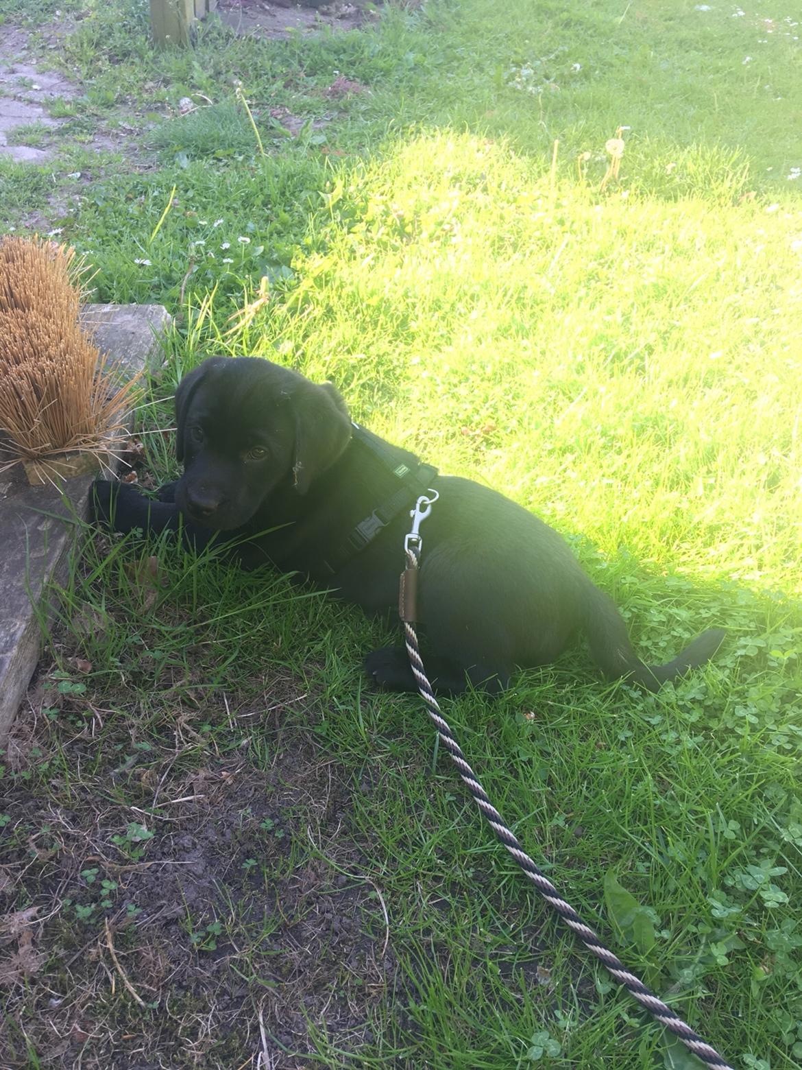 Labrador retriever Freddy billede 10