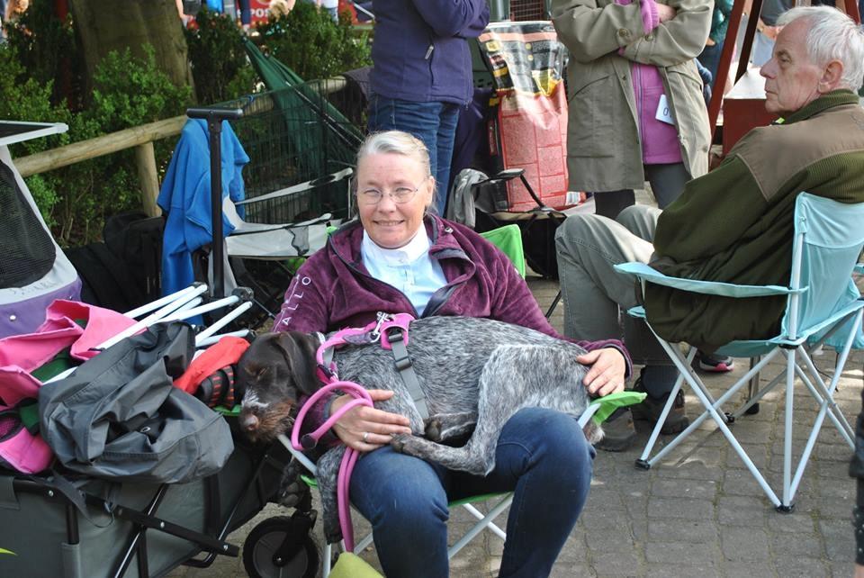 Ruhåret hønsehund Høbjerghus' A Lady (Plet) - første gang på Bakkeskuet billede 39