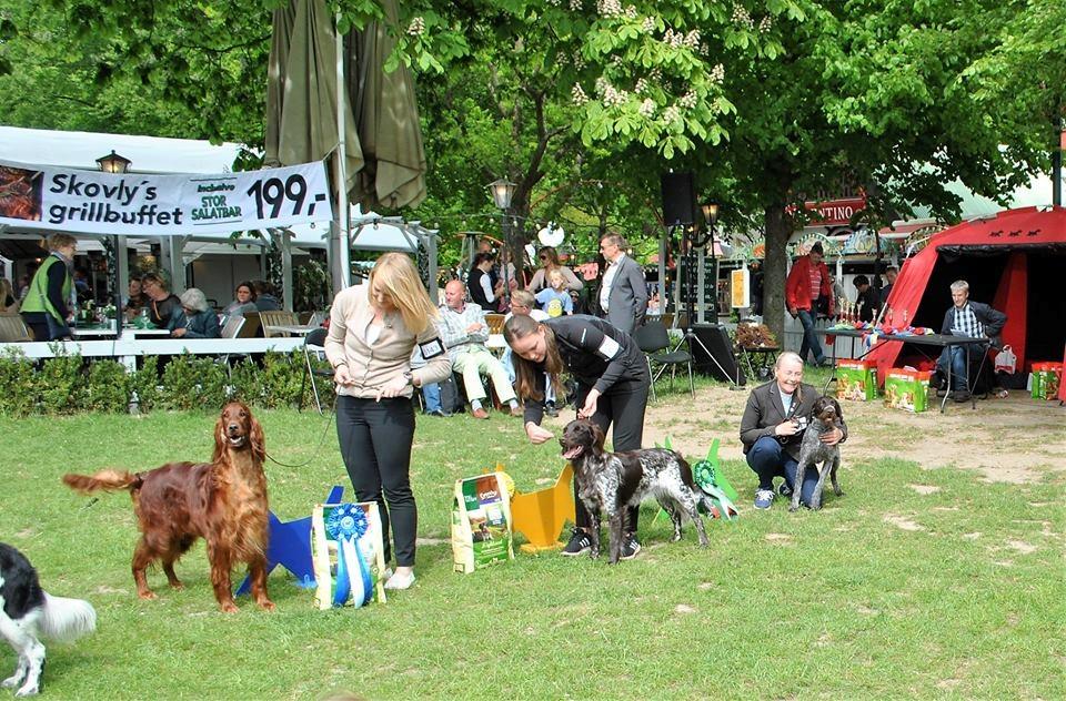 Ruhåret hønsehund Høbjerghus' A Lady (Plet) - det blev til BIS4  billede 40