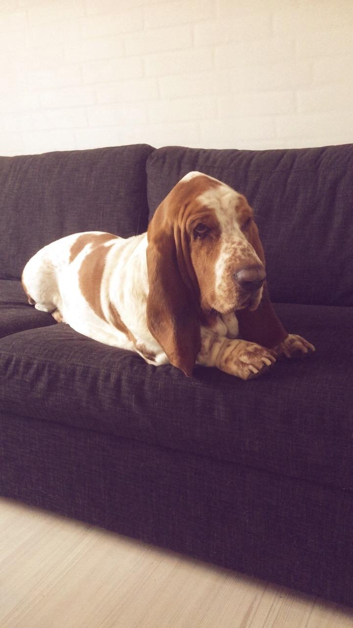 Basset hound Fred billede 1