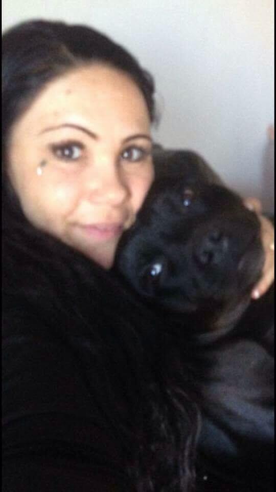 Staffordshire bull terrier Gucci. billede 39