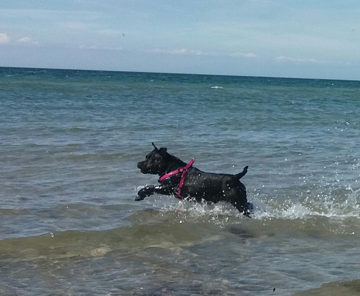 Staffordshire bull terrier Gucci. billede 40