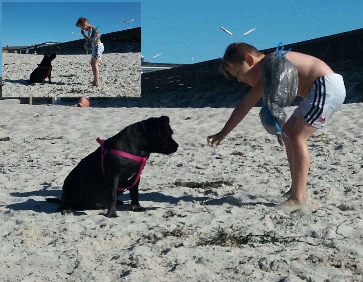 Staffordshire bull terrier Gucci. billede 41