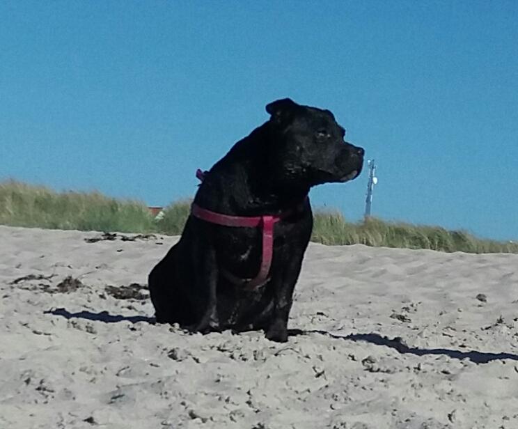 Staffordshire bull terrier Gucci. billede 42