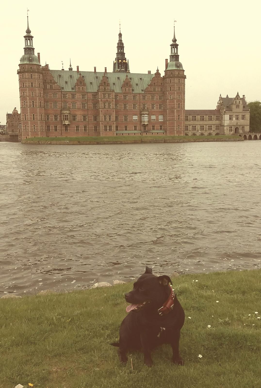 Staffordshire bull terrier Gucci. billede 43