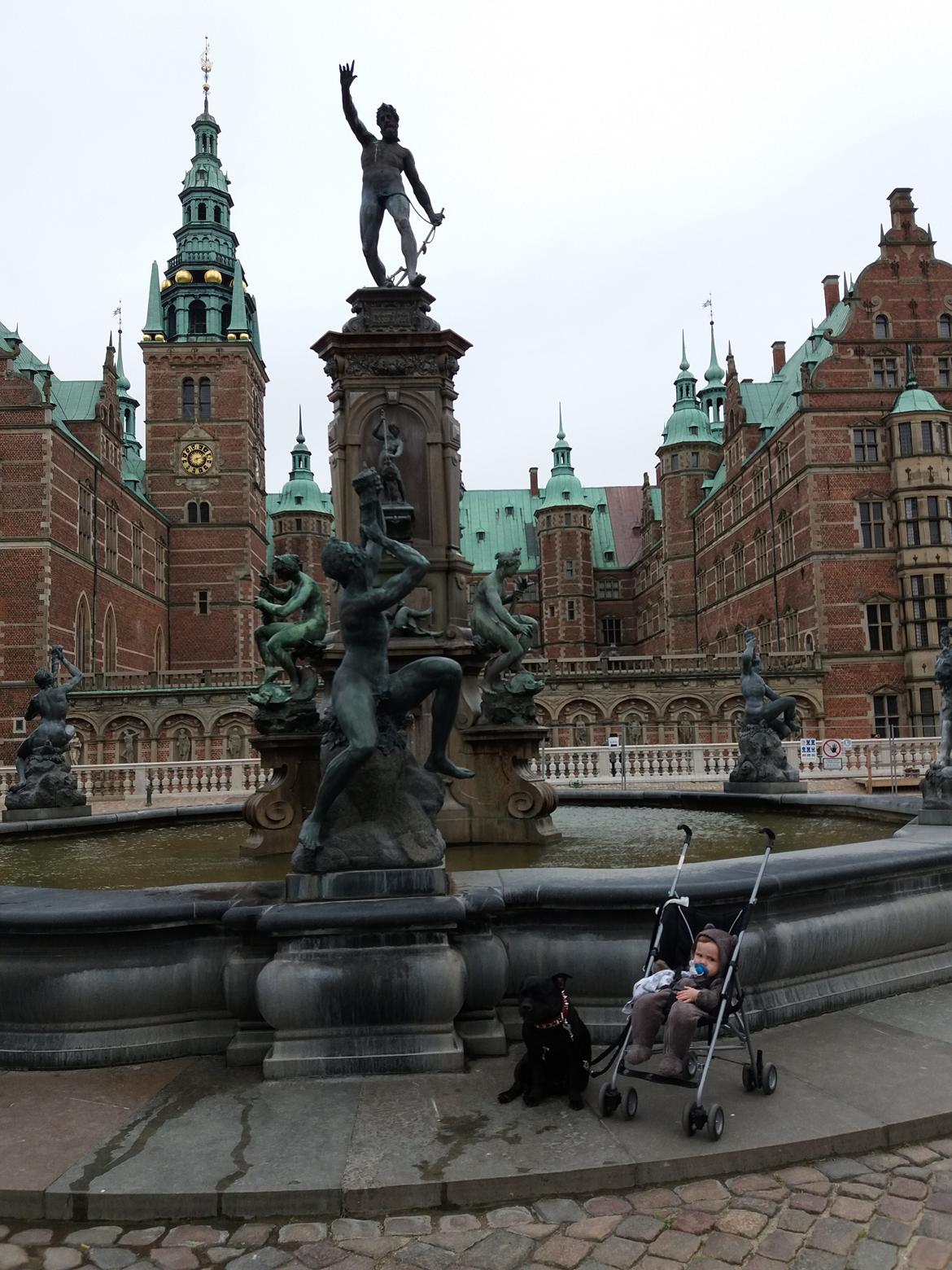 Staffordshire bull terrier Gucci. billede 44