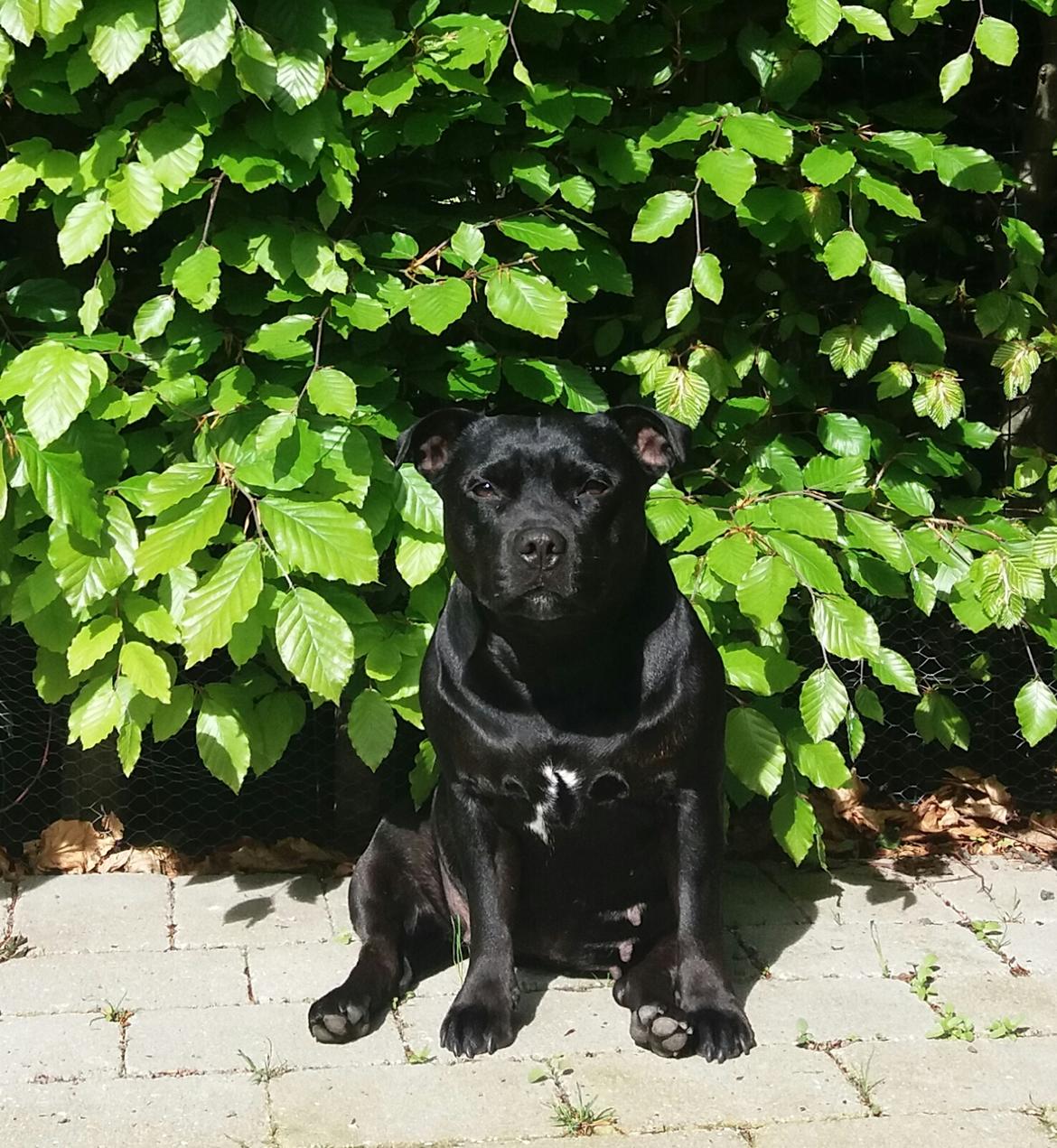 Staffordshire bull terrier Gucci. billede 45