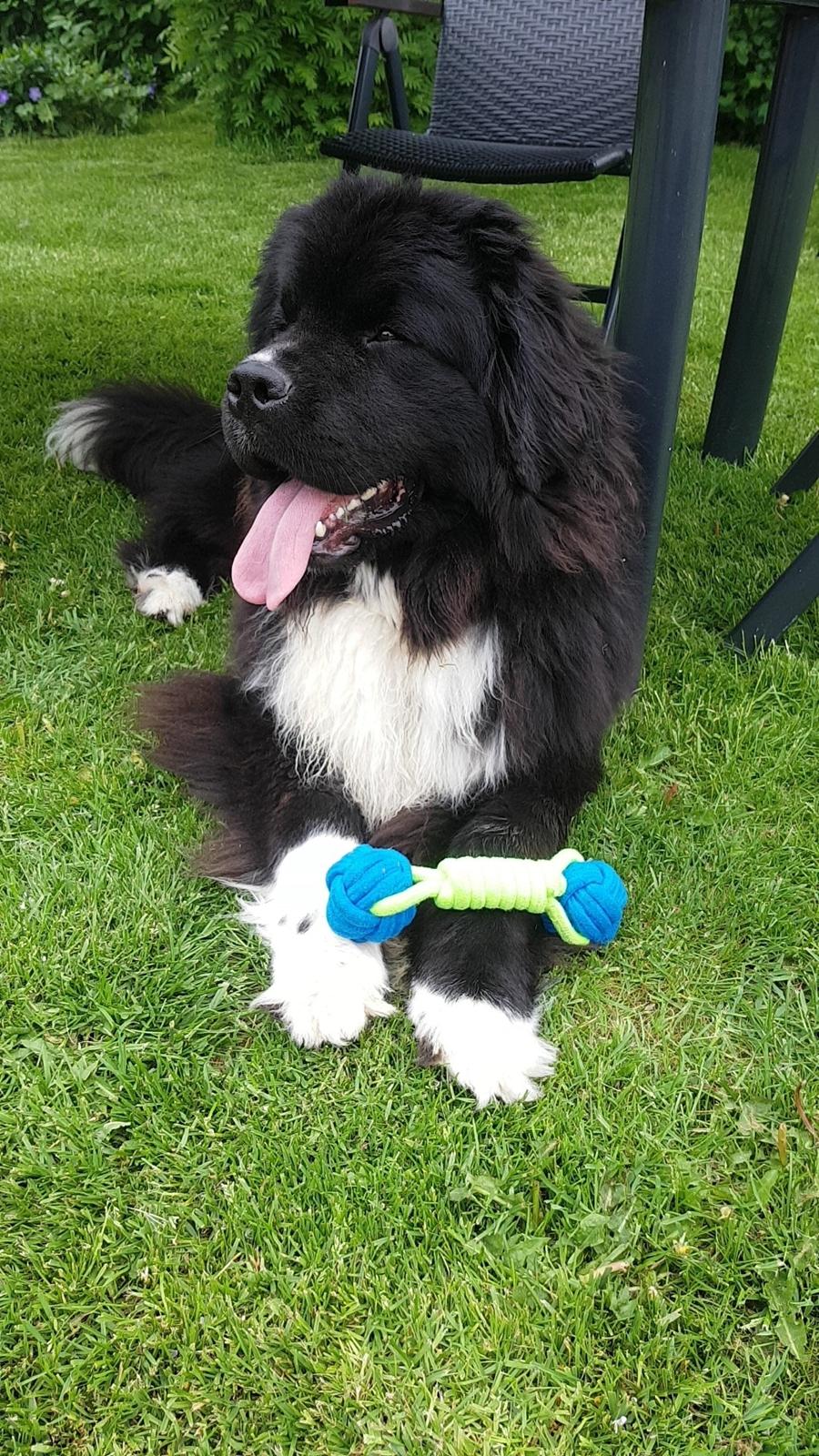 Newfoundlænder Newetta's NobodyPutsBabyInTheCorner billede 7