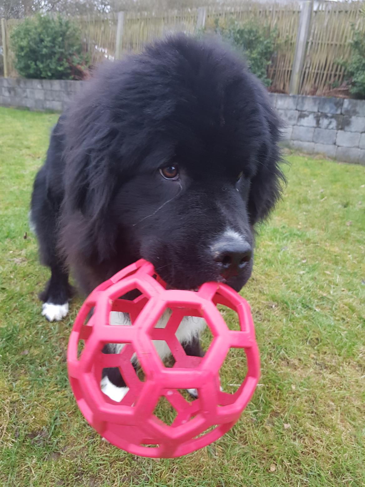 Newfoundlænder Newetta's NobodyPutsBabyInTheCorner billede 8