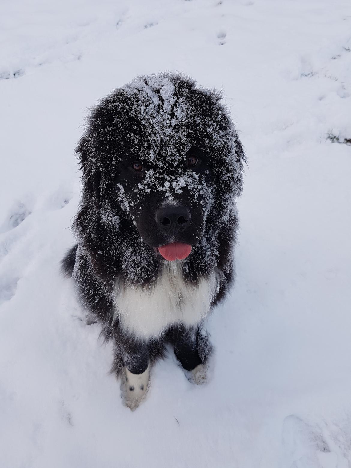 Newfoundlænder Newetta's NobodyPutsBabyInTheCorner billede 9