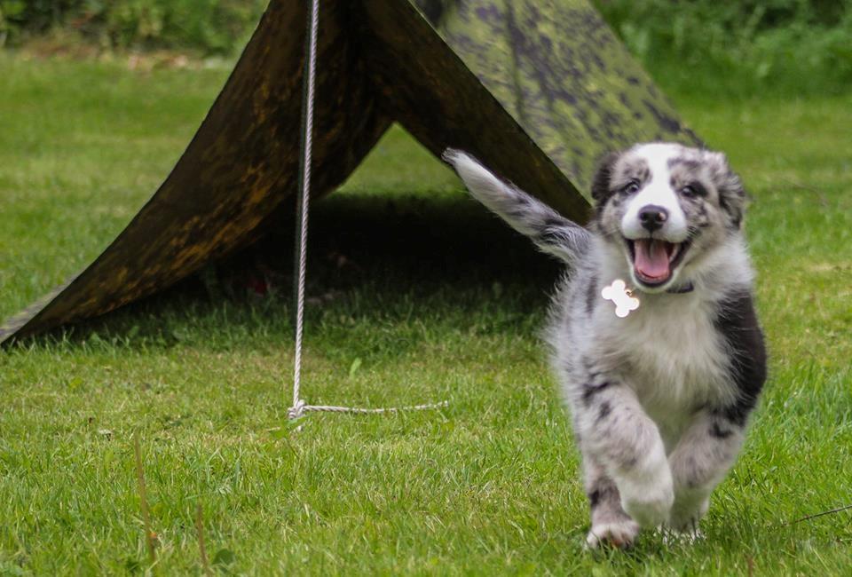 Australian shepherd Pepper billede 4