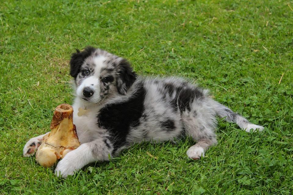 Australian shepherd Pepper billede 21