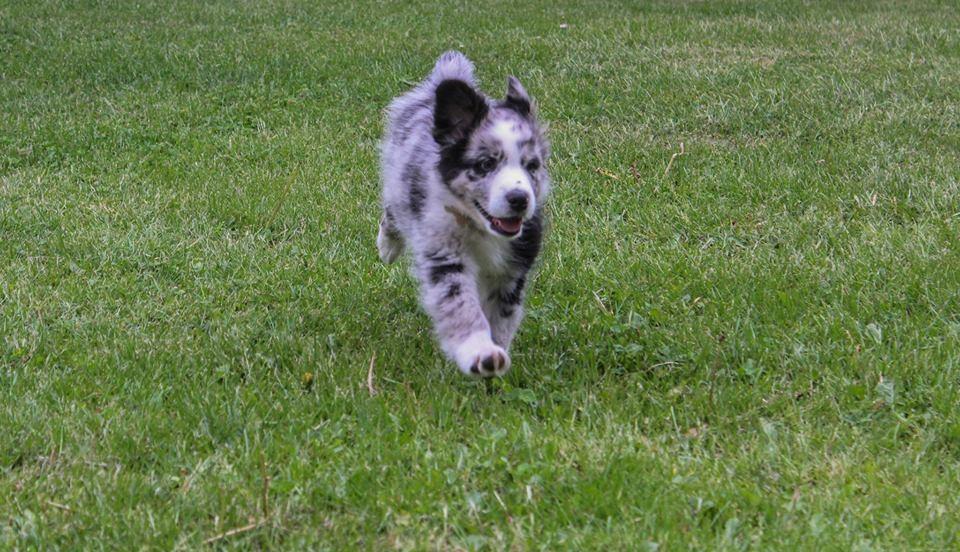 Australian shepherd Pepper billede 23