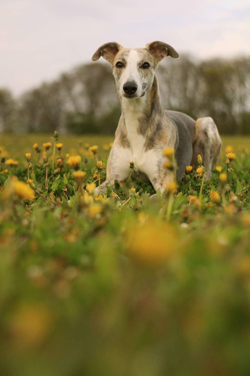 Whippet Tanalorn Peter the One and Only billede 1