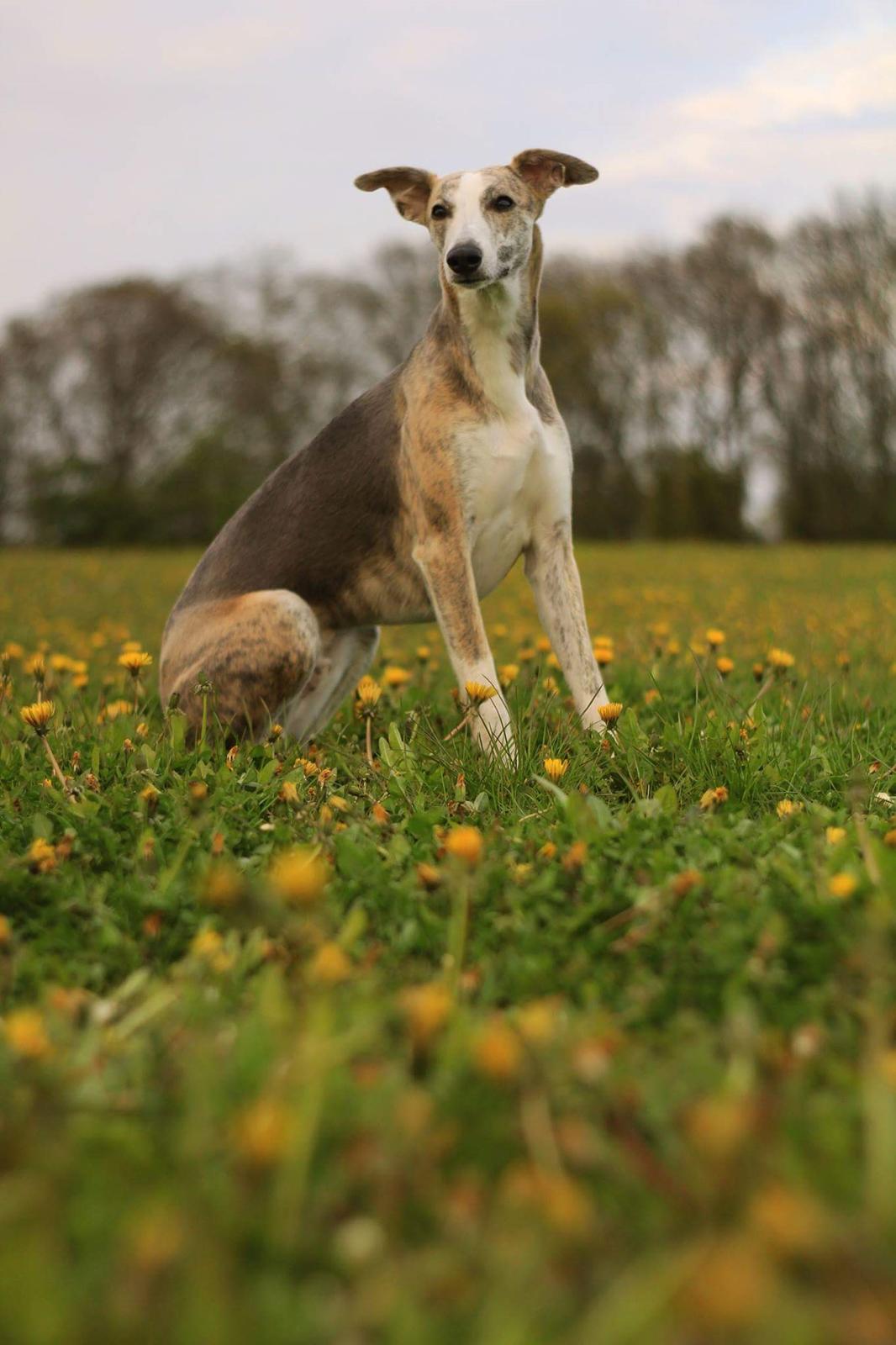 Whippet Tanalorn Peter the One and Only billede 2