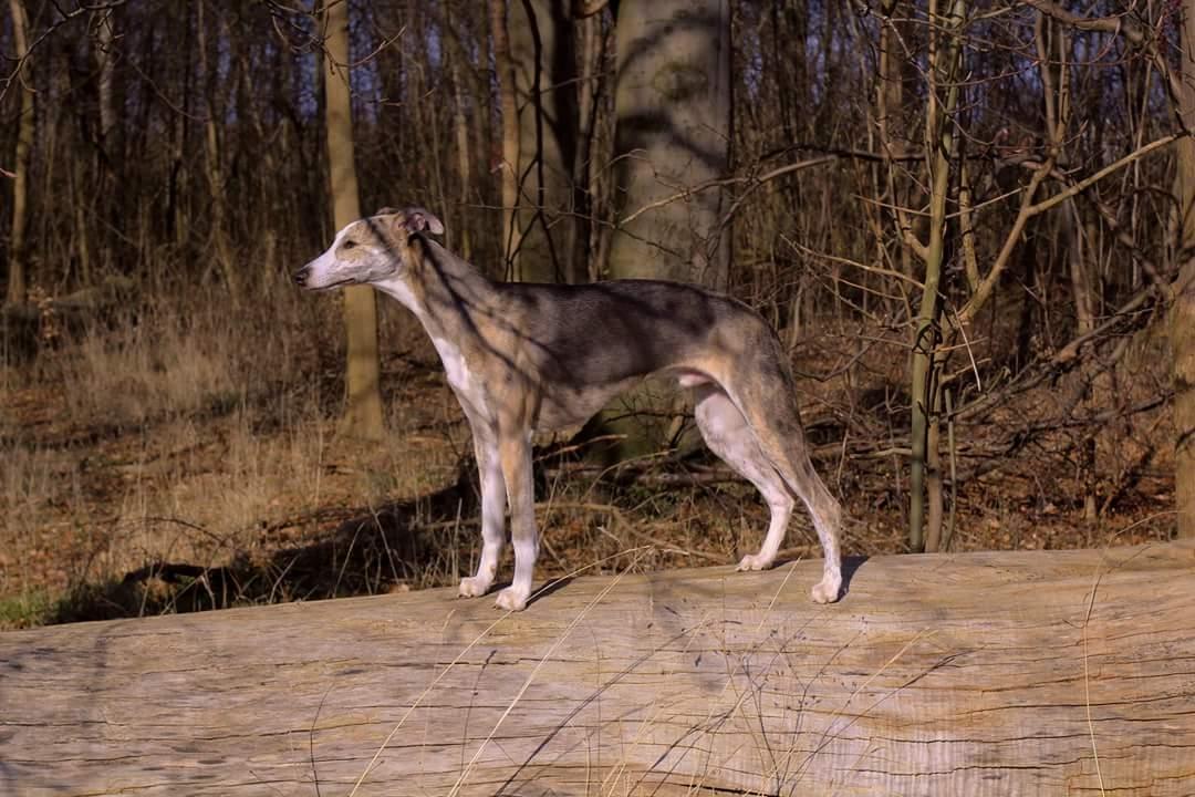 Whippet Tanalorn Peter the One and Only billede 3