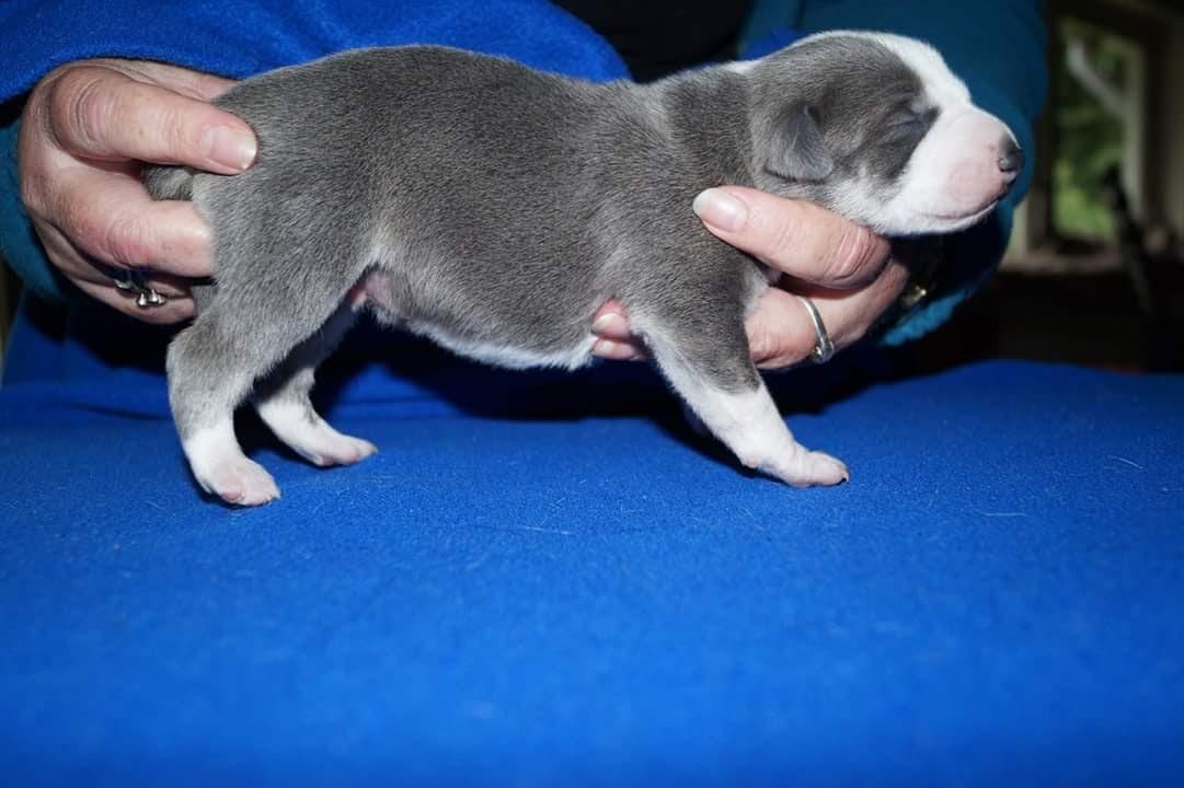 Whippet Tanalorn Peter the One and Only billede 4