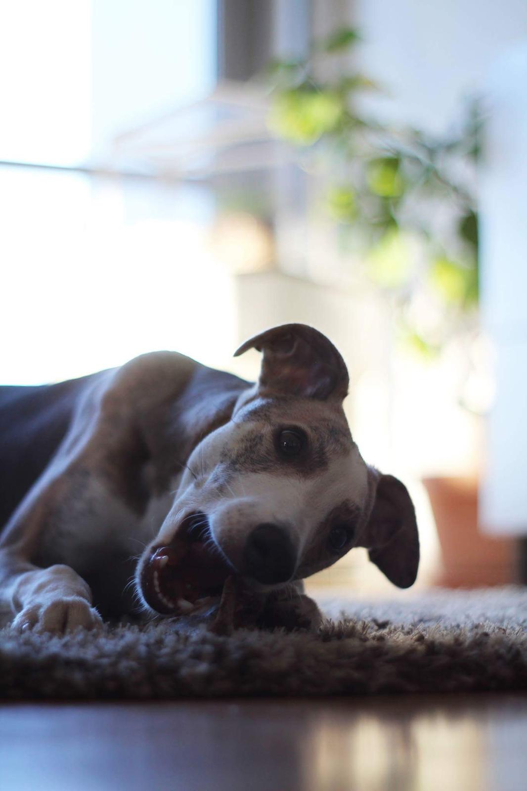 Whippet Tanalorn Peter the One and Only billede 5