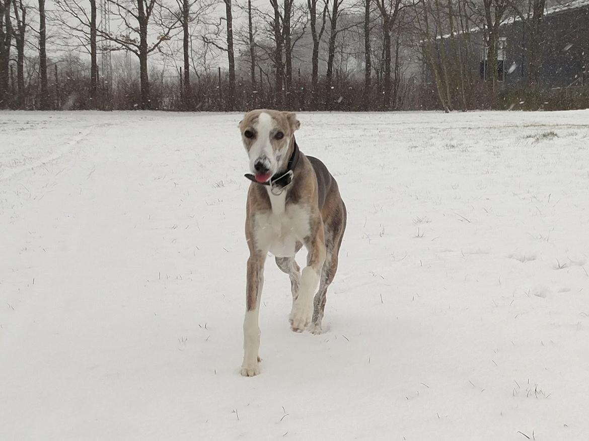 Whippet Tanalorn Peter the One and Only billede 6