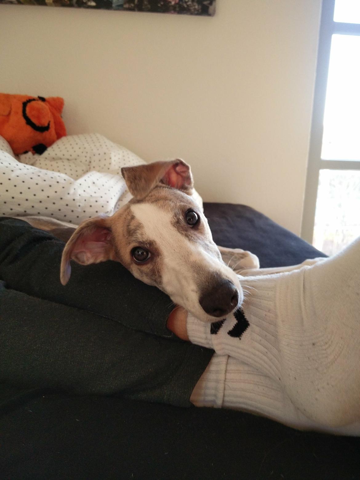 Whippet Tanalorn Peter the One and Only billede 7