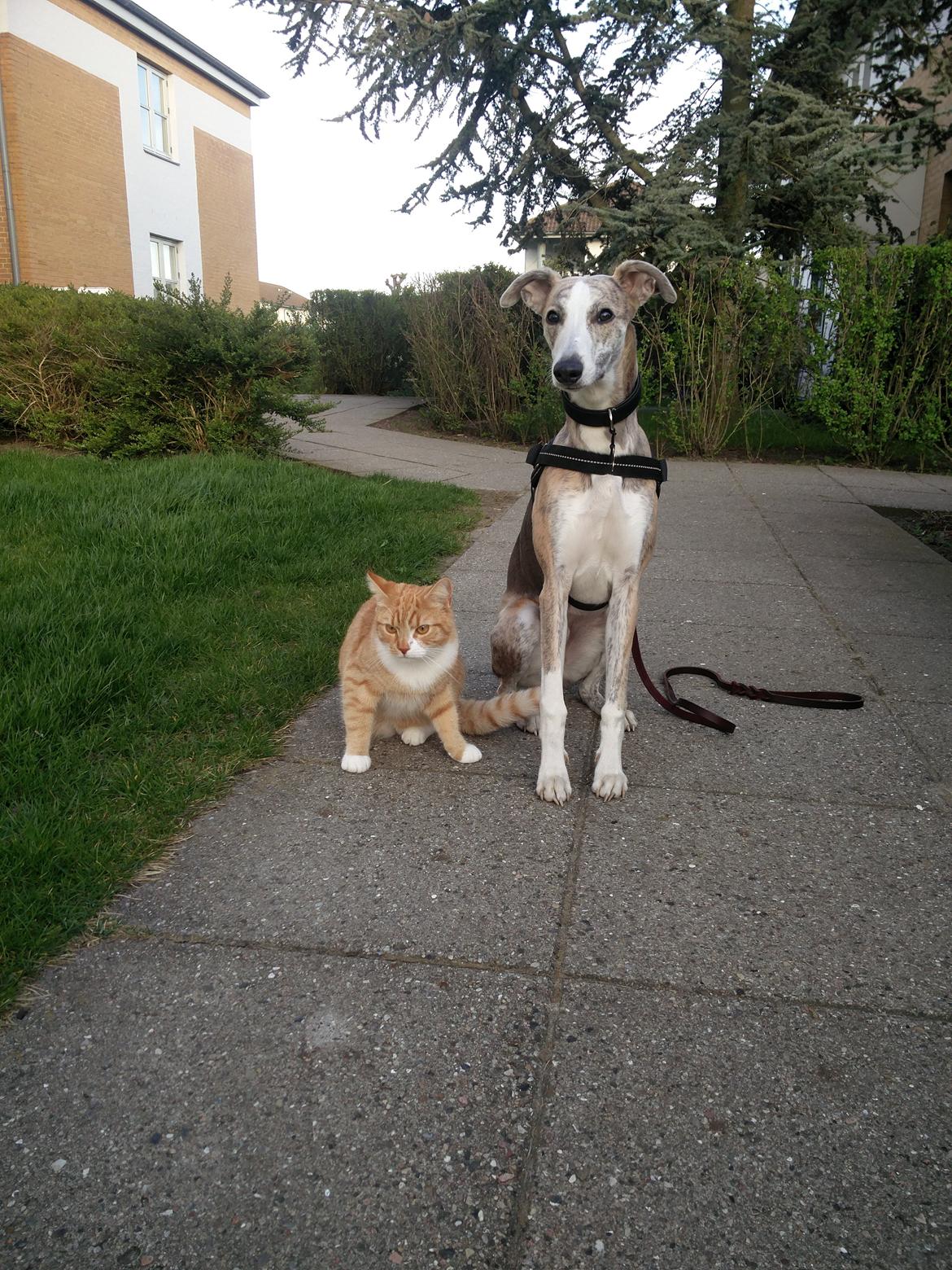 Whippet Tanalorn Peter the One and Only billede 8