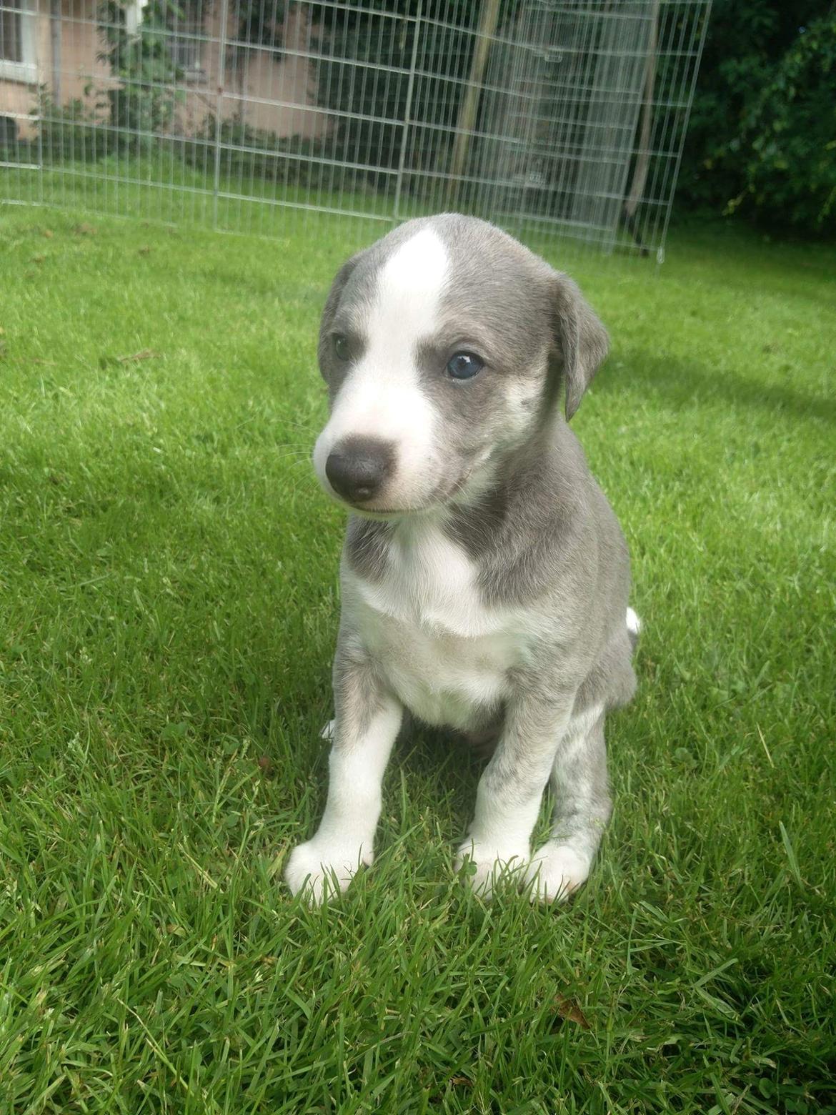 Whippet Tanalorn Peter the One and Only billede 9