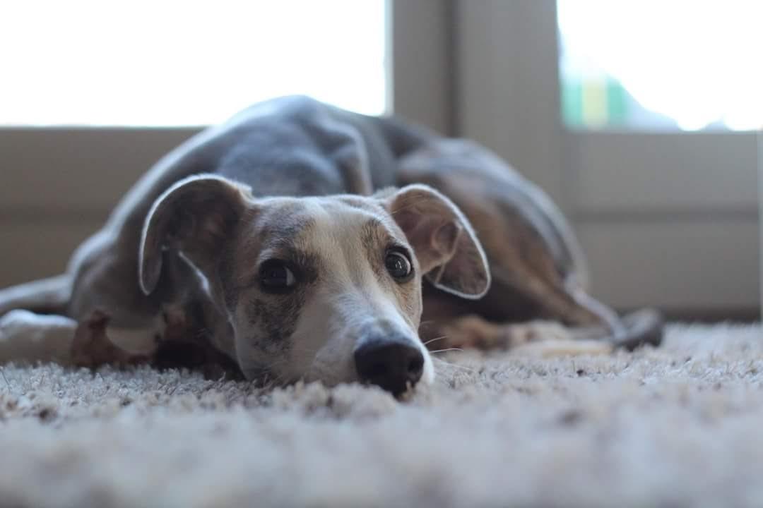 Whippet Tanalorn Peter the One and Only billede 10