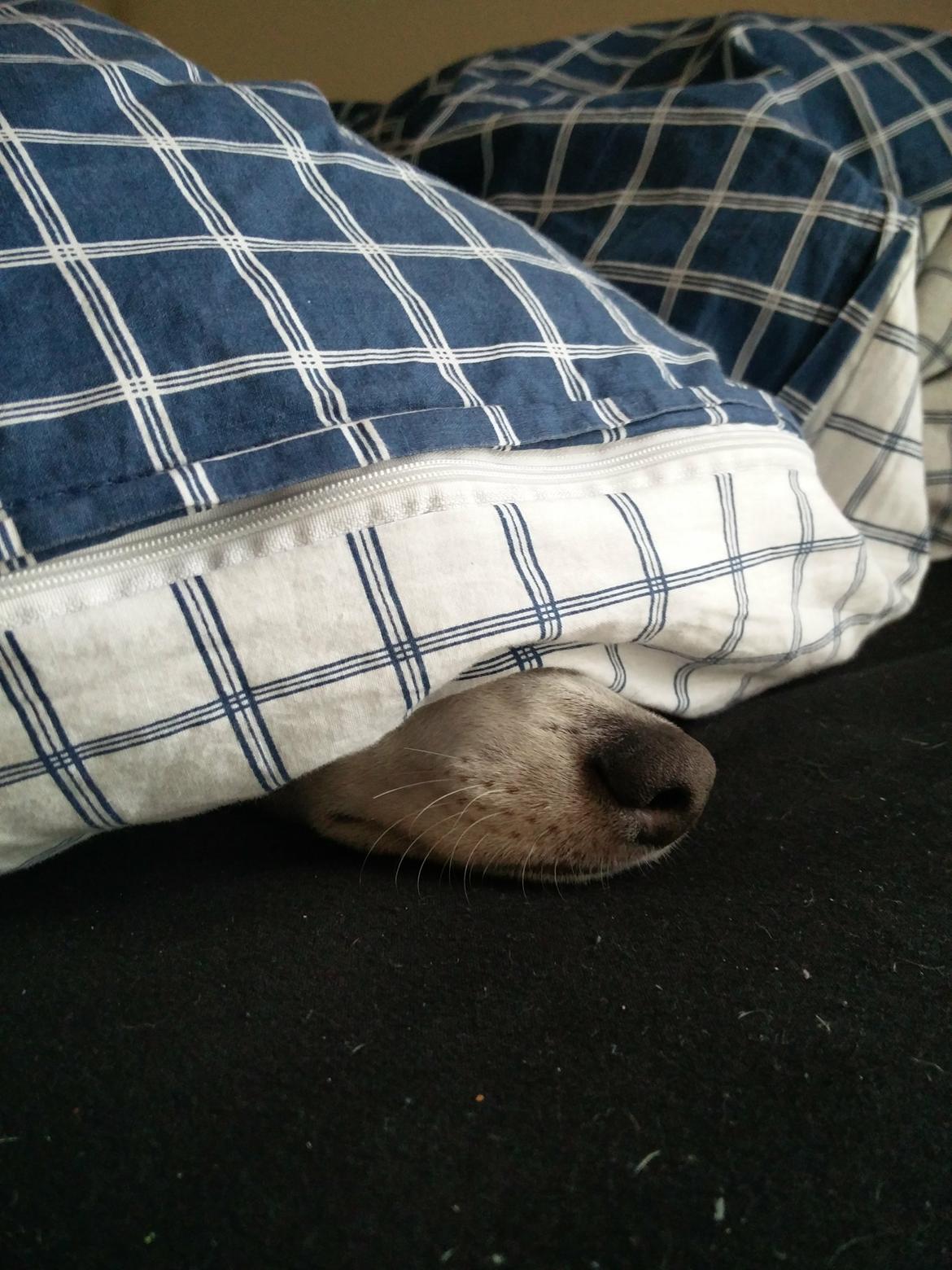 Whippet Tanalorn Peter the One and Only billede 11