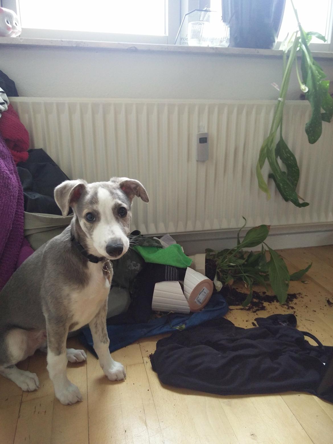 Whippet Tanalorn Peter the One and Only billede 13