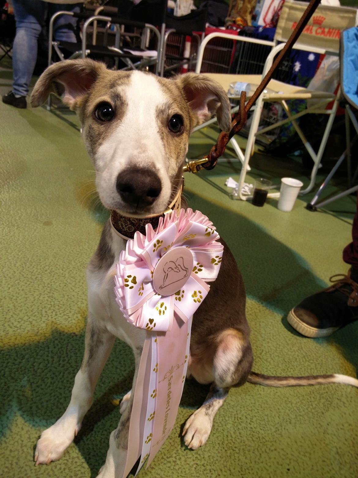 Whippet Tanalorn Peter the One and Only billede 12