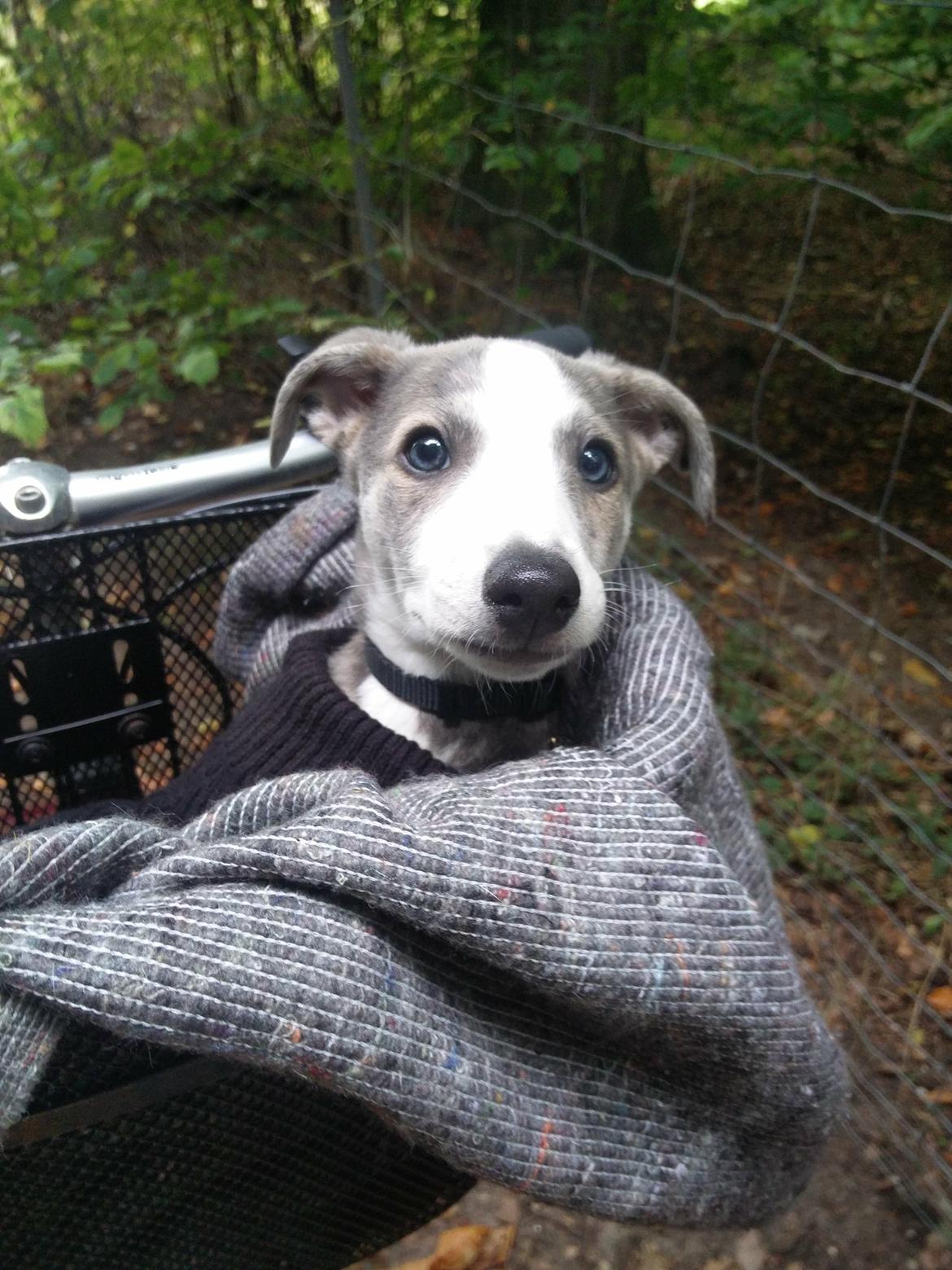 Whippet Tanalorn Peter the One and Only billede 15