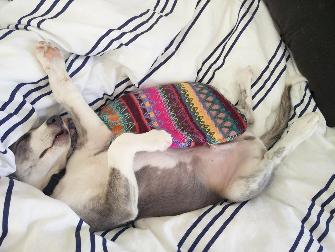 Whippet Tanalorn Peter the One and Only billede 16