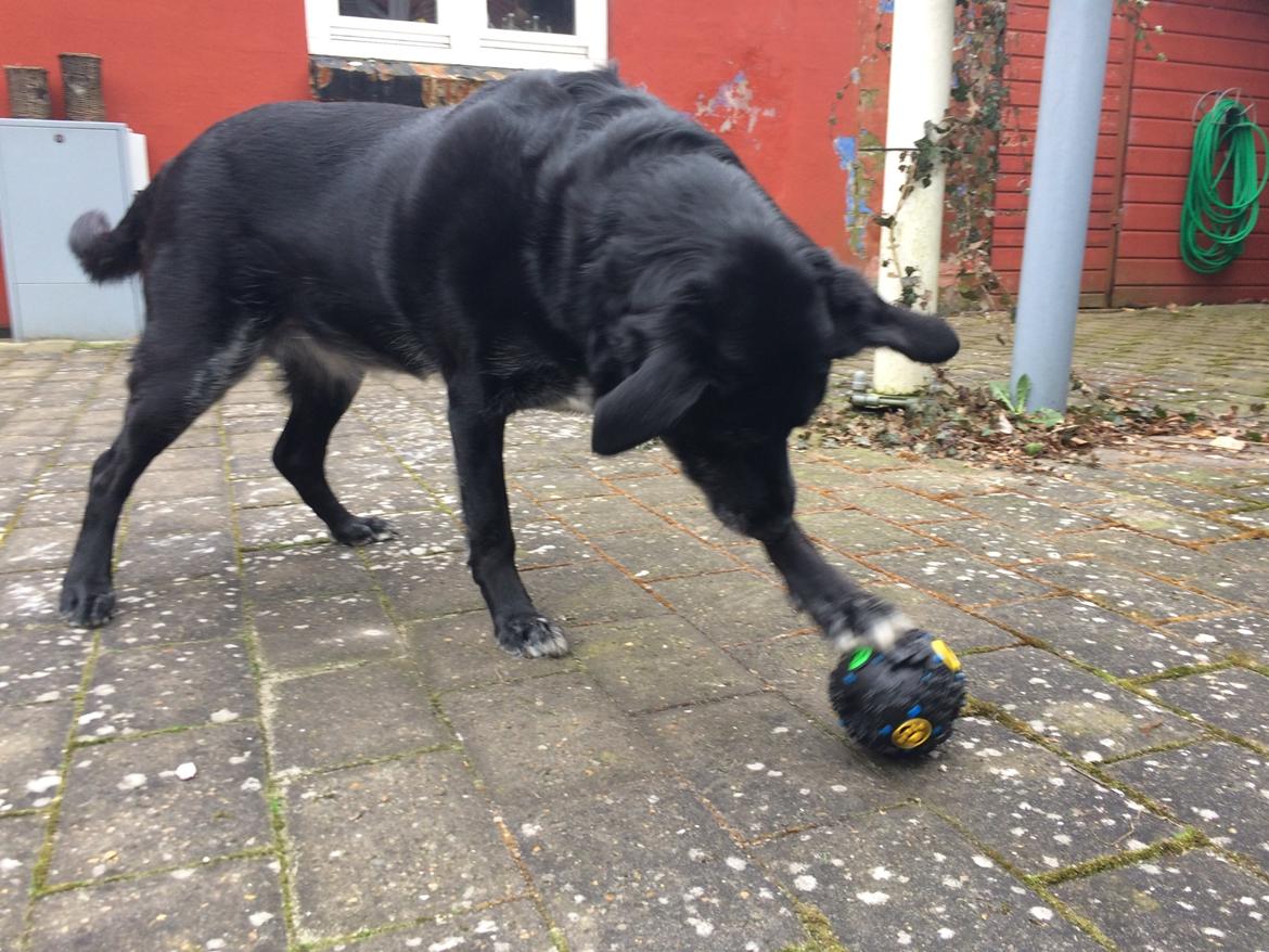 Labrador retriever Malu *-: billede 20