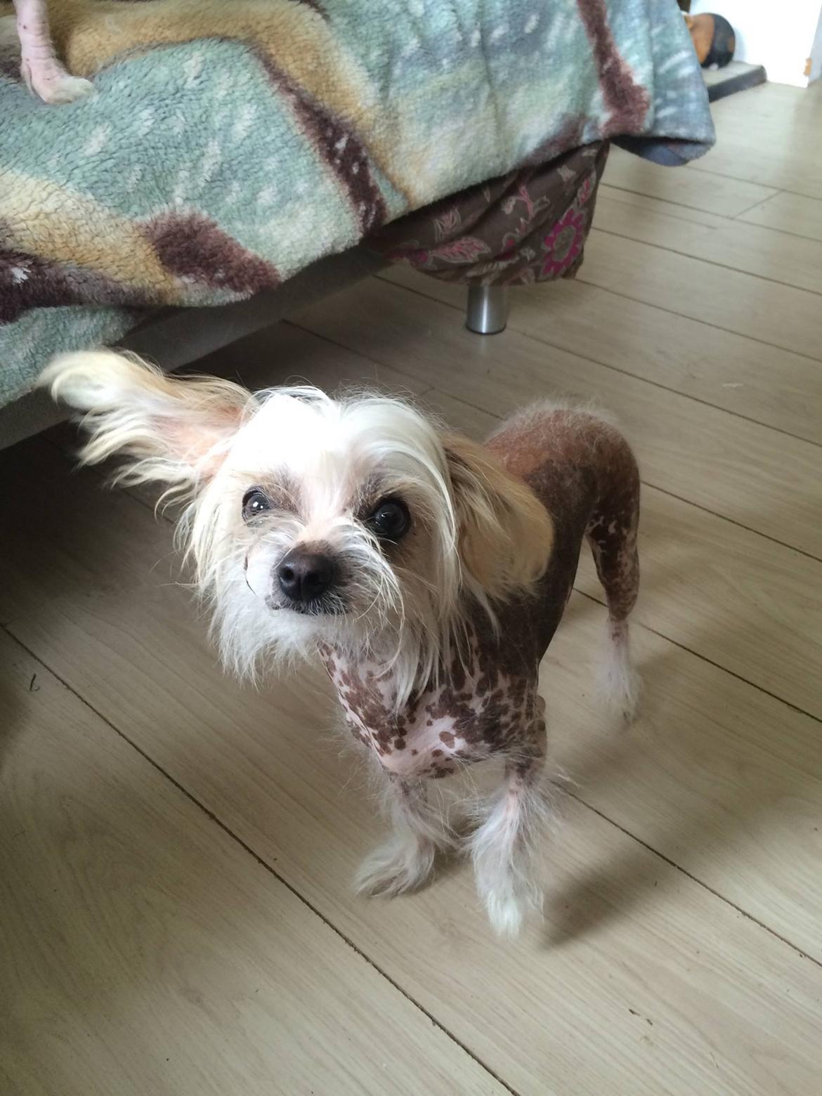 Blanding af racer Chilla billede 31