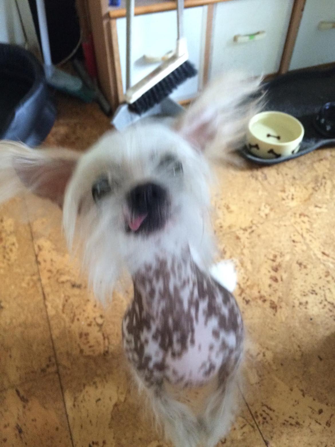 Blanding af racer Chilla billede 32