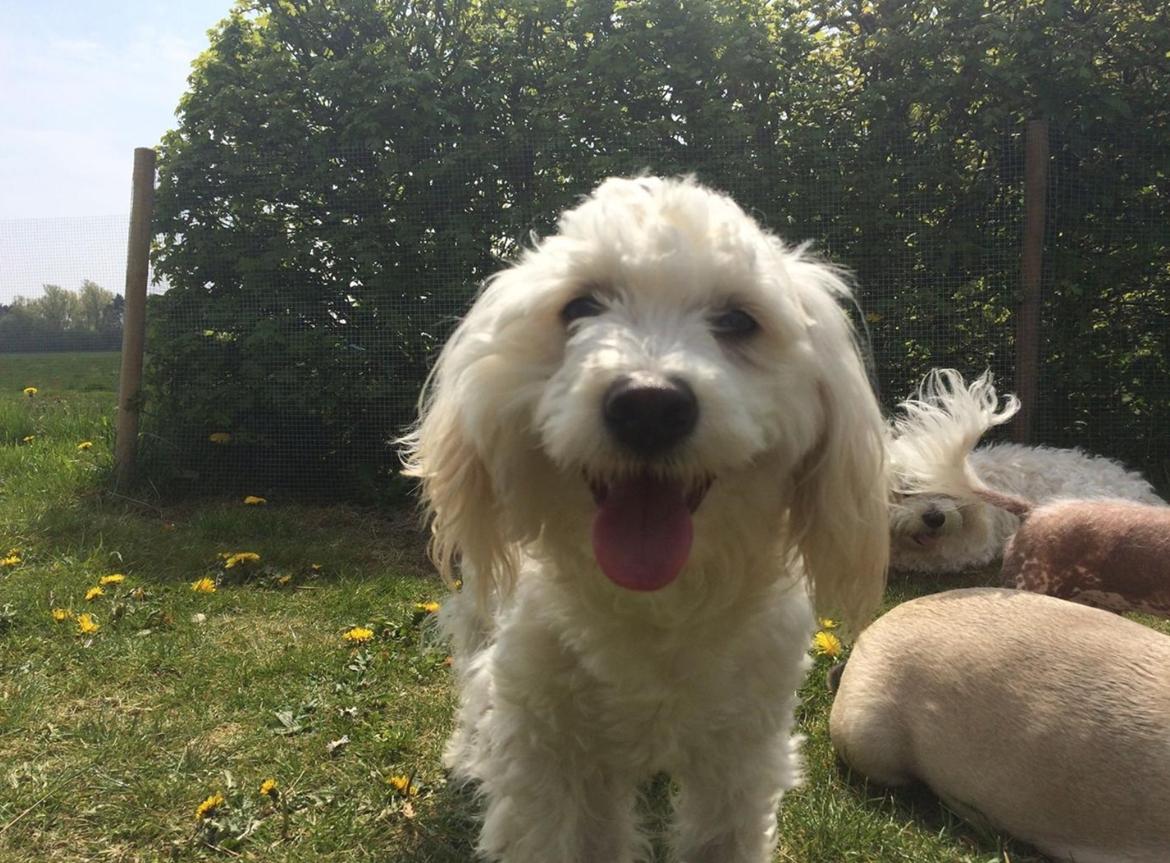 Blanding af racer Carlo billede 1