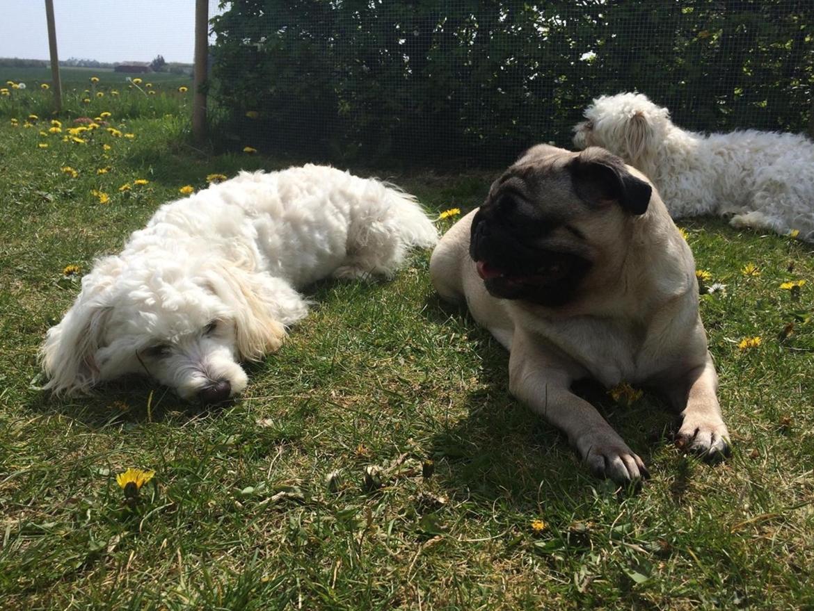 Blanding af racer Carlo - Carlo og Martha  billede 3