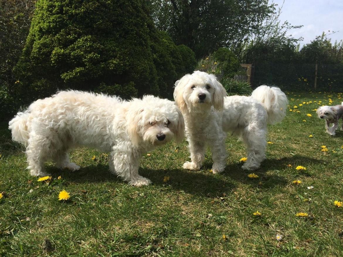 Blanding af racer Carlo - Carlo og hans bror Figo  billede 5