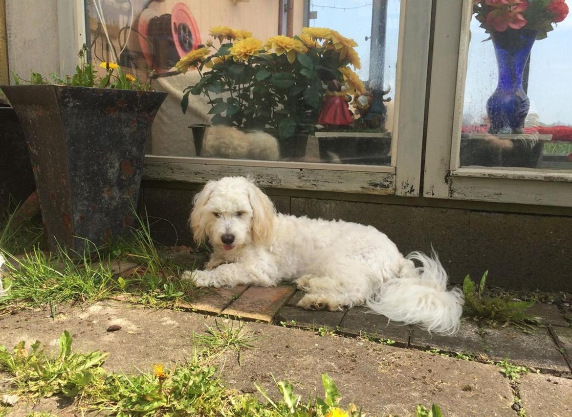 Blanding af racer Carlo billede 6